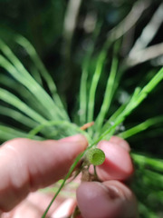 Equisetum × litorale