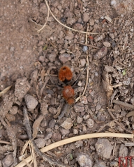 Dasymutilla erythrina
