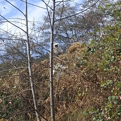 Semnopithecus schistaceus