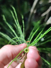 Equisetum × litorale