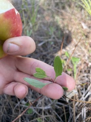 Eupatorium mikanioides