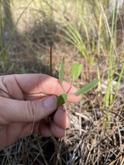 Eupatorium mikanioides