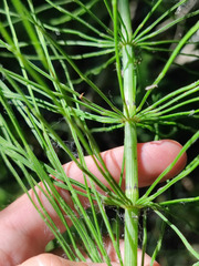 Equisetum × litorale