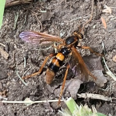 Neosaropogon