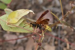 Mischocyttarus flavitarsis