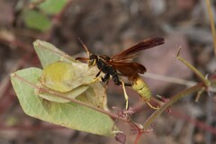 Mischocyttarus flavitarsis