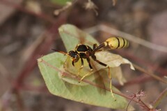 Mischocyttarus flavitarsis