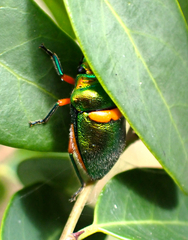 Lampromicra senator