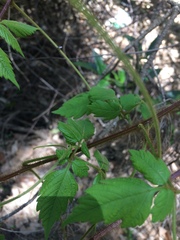 Cardiospermum grandiflorum
