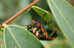 Lampromicra senator
