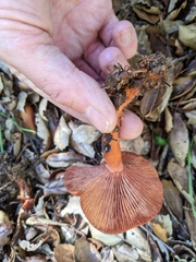 Lactarius rufulus