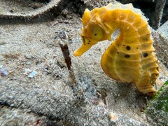 Hippocampus abdominalis