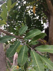 Cupaniopsis anacardioides