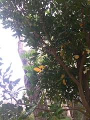 Cupaniopsis anacardioides