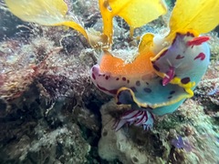 Hypselodoris bennetti