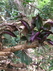 Pereskia aculeata