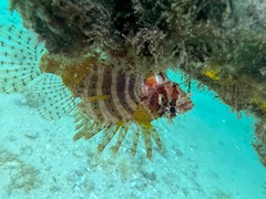 Dendrochirus brachypterus