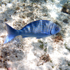 Girella cyanea