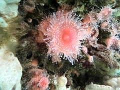 Corynactis australis