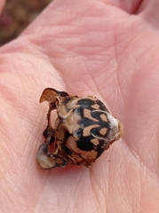 Hyalessa maculaticollis