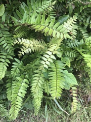 Adiantum latifolium