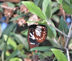 Charaxes wakefieldi