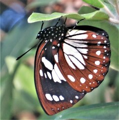 Charaxes wakefieldi