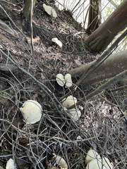 Leucopaxillus albissimus
