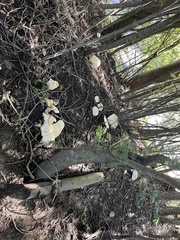 Leucopaxillus albissimus