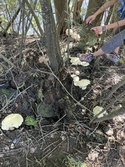 Leucopaxillus albissimus