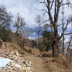 Semnopithecus schistaceus