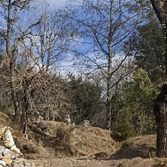 Semnopithecus schistaceus