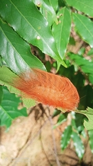 Megalopyge albicollis