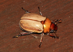 Anoplognathus daemeli