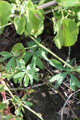 Oxalis decaphylla