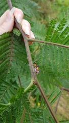 Gminatus