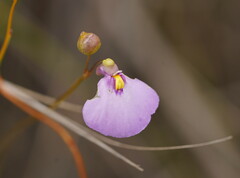 Utricularia barkeri