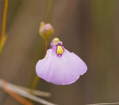 Utricularia barkeri