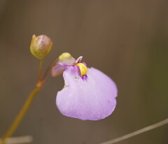 Utricularia barkeri