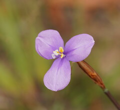 Patersonia occidentalis occidentalis