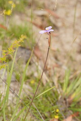 Patersonia occidentalis occidentalis