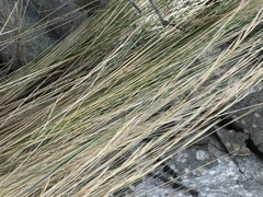 Austrostipa stipoides