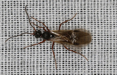 Dolichoderus