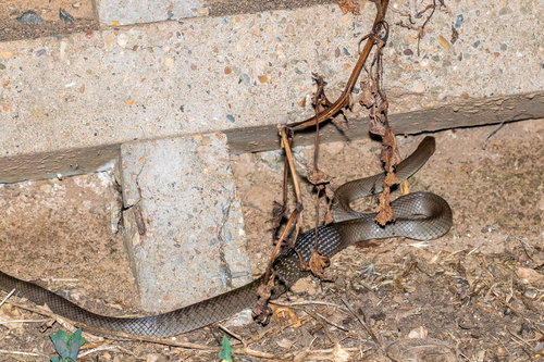 Eastern Brown Snake sighting