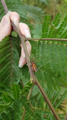 Gminatus