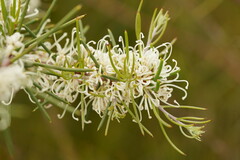 Hakea teretifolia