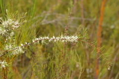Hakea teretifolia