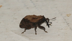 Blepiarda undulata