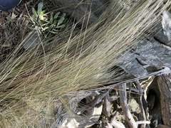 Austrostipa stipoides