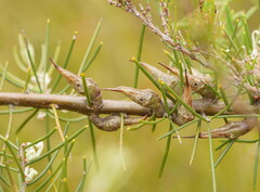Hakea teretifolia